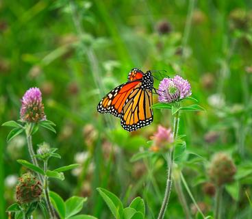 Monarch butterfly on purple-pink flower of clover.