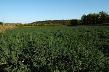 Green Alfalfa field.