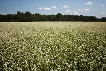 Field of green Buckwheat plants with white flowers.
