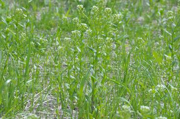 Thinly planted green plants with small white flowers in a field.