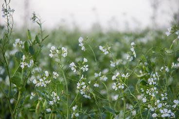 White flowers on the tips of green plants in a field.