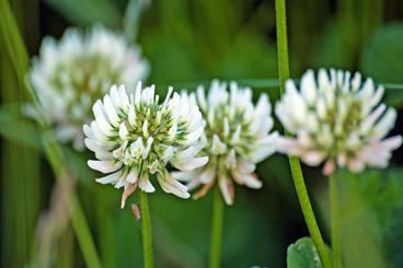 Close-up of pink-tinged white flower heads of clover.